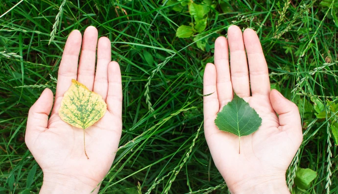 écologie Groslay Cap Citoyens 
